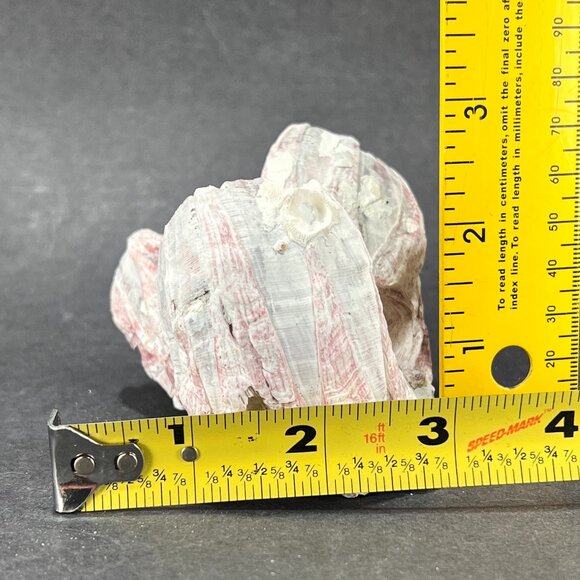 Acorn Barnacle Coral Reef Pink Purple Nautical Salt Water Coastal Aquarium Decor - Picture 8 of 9